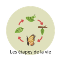 Illustration représentant les différentes étapes de vie pouvant modifier les besoins nutritionnels.