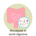 Illustration représentant le microbiote intestinal et son rôle dans l'équilibre digestif.